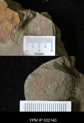 undet. Arthropoda