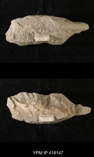 Tetradium sp.