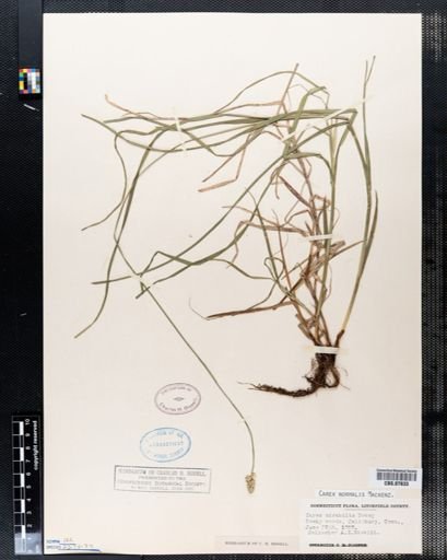 Carex mirabilis