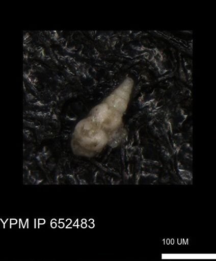 undet. Foraminiferida