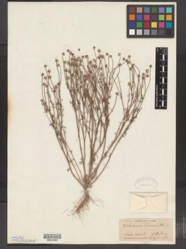 Matricaria chamomilla