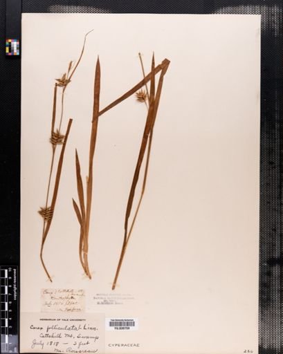 Carex folliculata