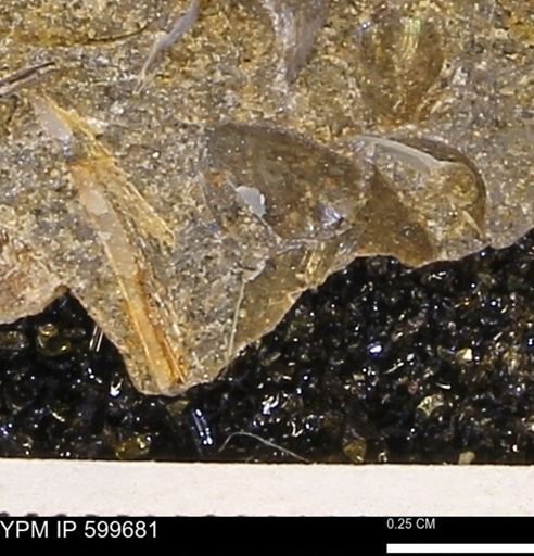 Protocardia subquadrata