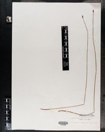 Eleocharis compressa