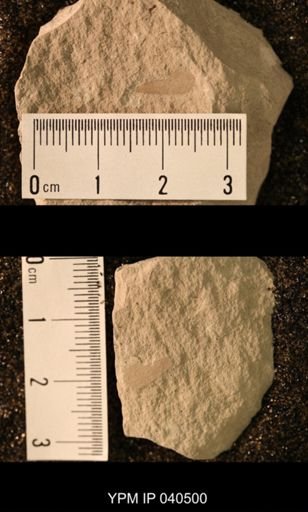 Phenopterum elongatum
