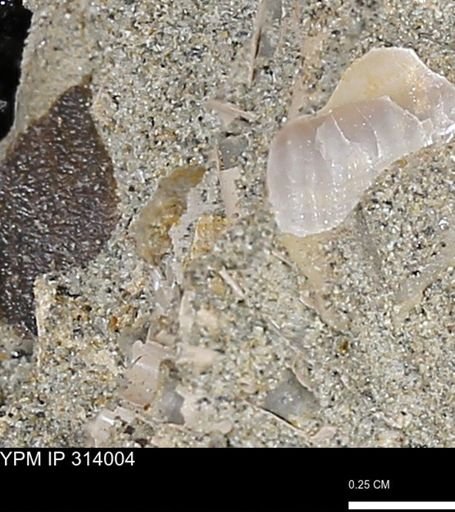 undet. Scaphopoda