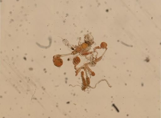 Barentsia gracilis