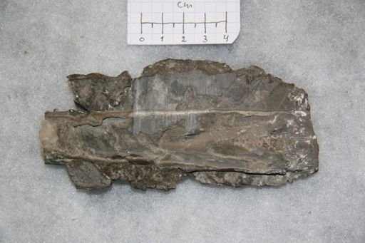 undet. Nautiloidea