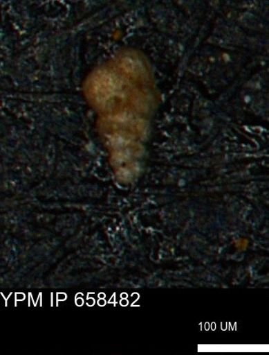 Verneuilinoides kansasensis