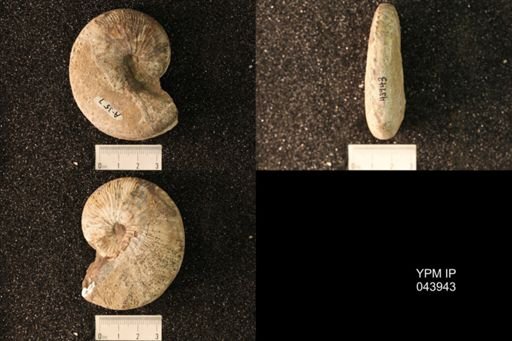 Hoploscaphites nicolletii