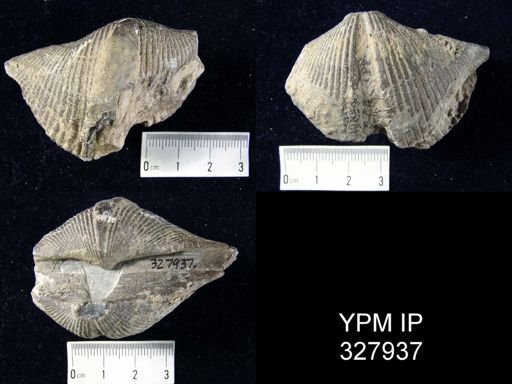 Spinocyrtia sp.