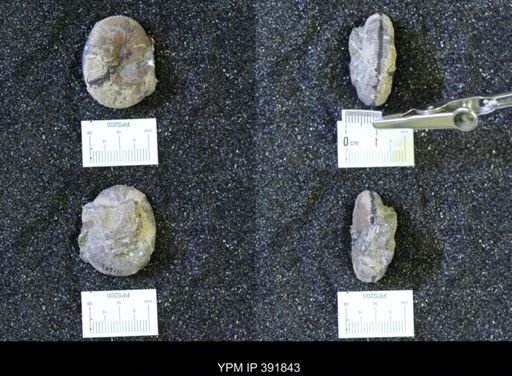 Scaphites whitfieldi