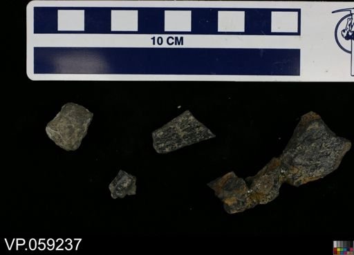 Vertebrata