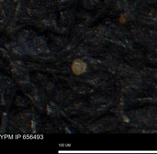undet. Foraminiferida