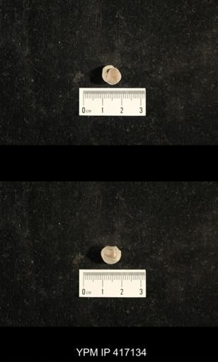 Euphemites carbonarius