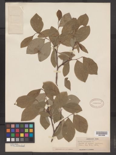 Dirca palustris