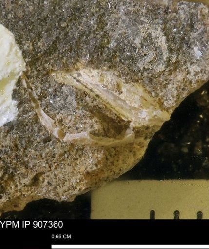 undet. Bivalvia