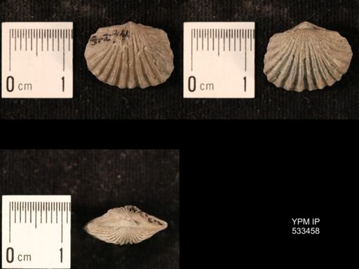 Plectorthis plicatella