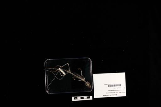 Bronchocela cristatella