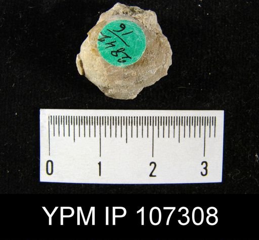 Dictyonella gibbosa