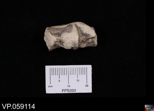 undet. Actinopterygii