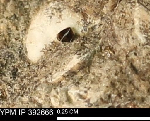 Protocardia subquadrata