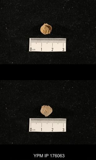 Hustedia sp.