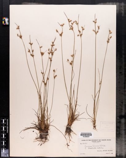 Juncus tenuis