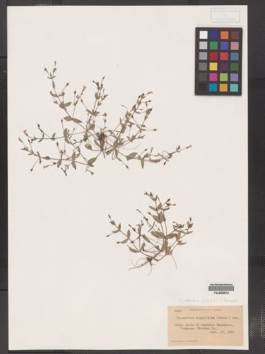 Lindernia dubia