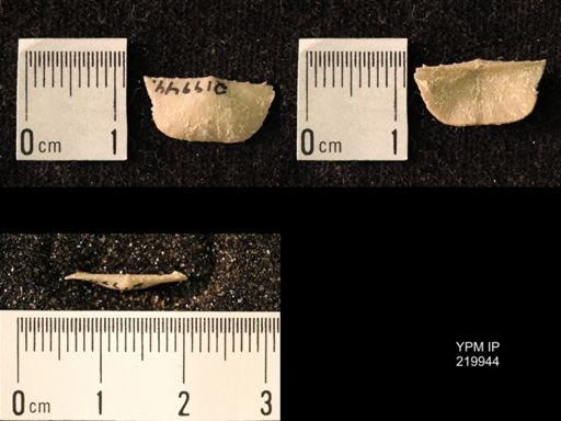 Chonetes granulifer transversalis