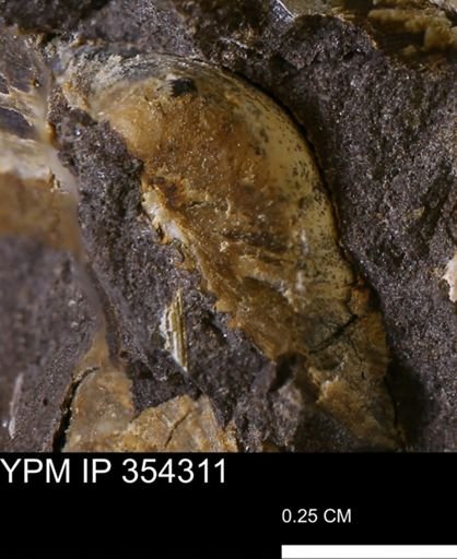 Limopsis striatopunctatus