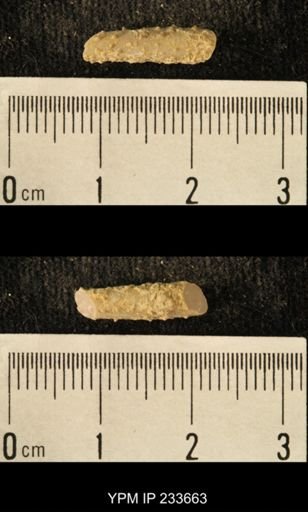 Archaeocidaris sp.