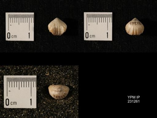Wellerella osagensis