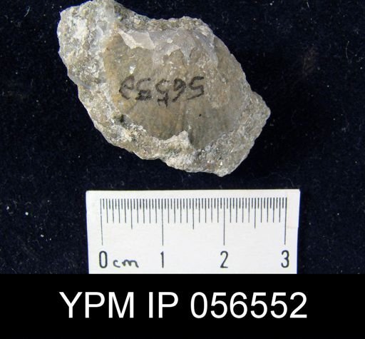 Stropheodonta sp.