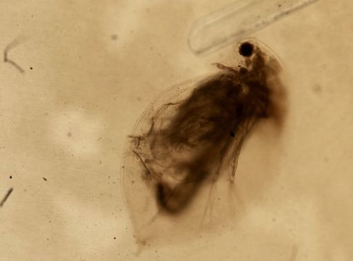 Daphnia pulex