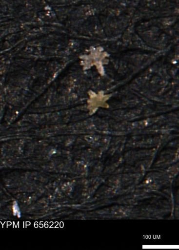 Porifera