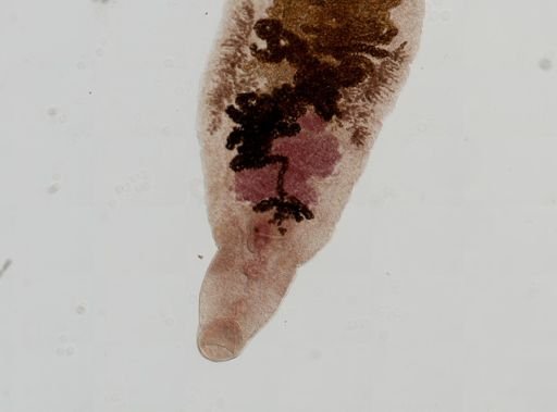 Dicrocoelium dendriticum