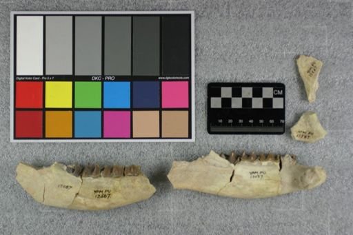 Hyracodon sp.