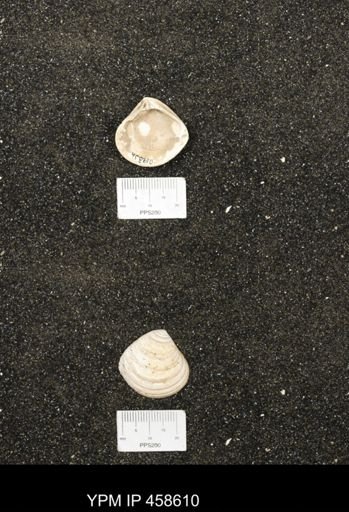 Astarte cuneiformis