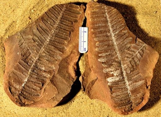 Pecopteris