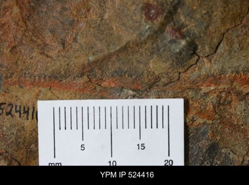 undet. Graptolithina