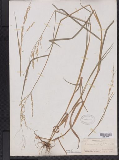 Leersia oryzoides