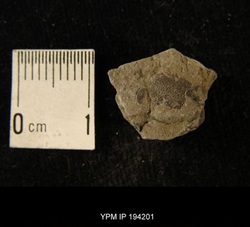 Phacops rana