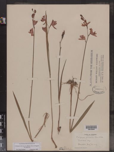 Calopogon pulchellus