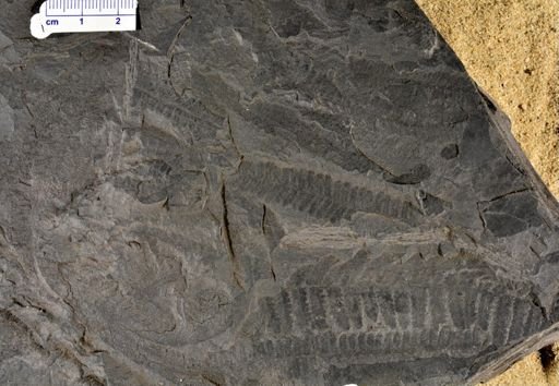 Pecopteris sp.