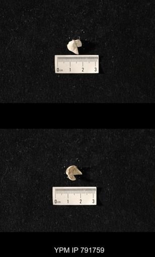 undet. Brachiopoda