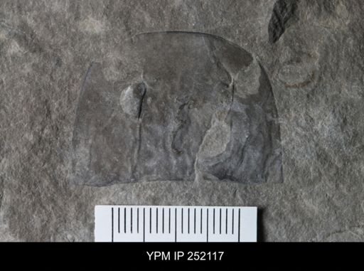Eurypterus sp.