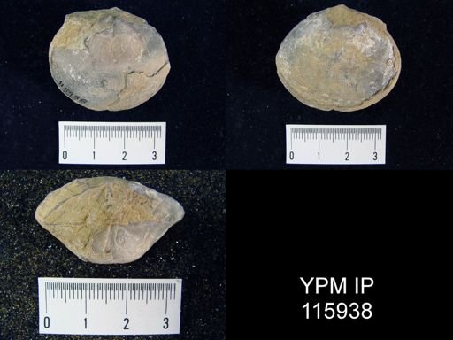 Derbyia sp.