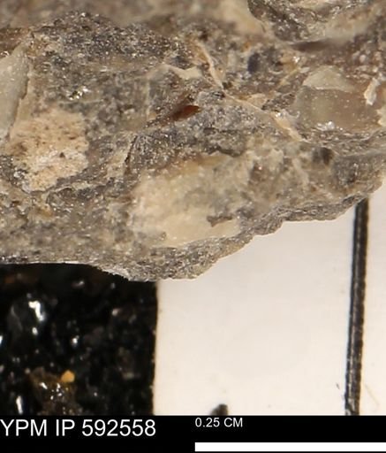 undet. Mollusca