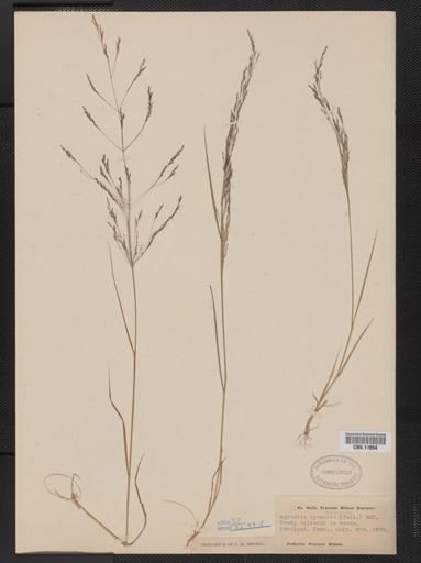 Agrostis hyemalis
